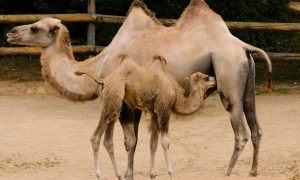 Mészáros Lőrinc tevetenyésztésbe kezd, a rendőrség szerint Czeglédy Csaba az ördög ügyvédje